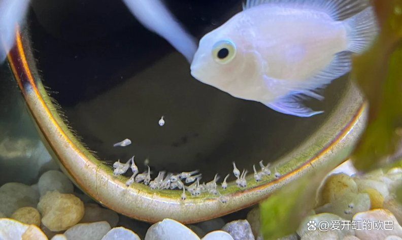 迷你鸚鵡魚十忌