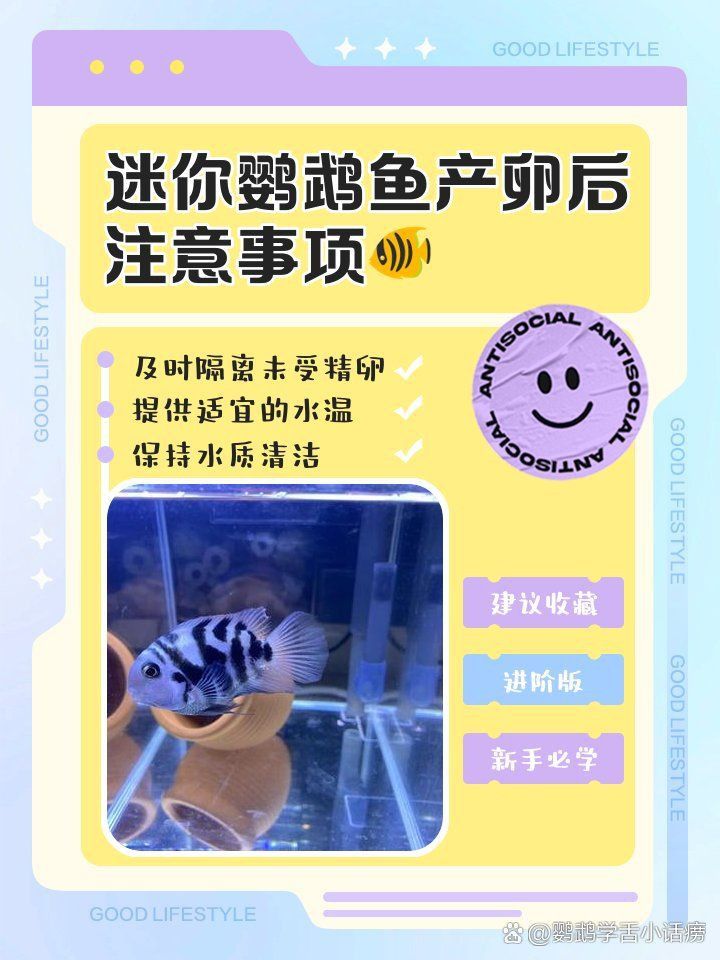 迷你鸚鵡魚十忌