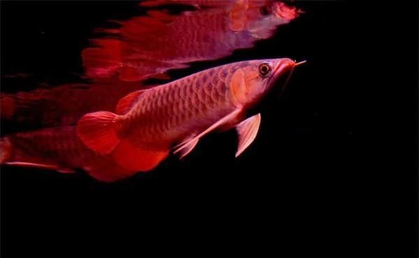 龍魚鰓蓋起水泡需要隔離嗎？