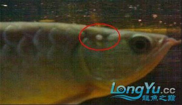 龍魚鰓蓋起水泡需要隔離嗎？