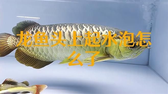 龍魚鰓蓋起水泡需要隔離嗎？