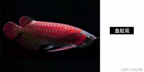 龍魚鑒賞，龍魚游姿訓(xùn)練技巧：龍魚游姿訓(xùn)練技巧，龍魚游姿訓(xùn)練技巧