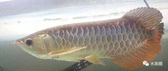 龍魚鑒賞，龍魚游姿訓(xùn)練技巧：龍魚游姿訓(xùn)練技巧，龍魚游姿訓(xùn)練技巧