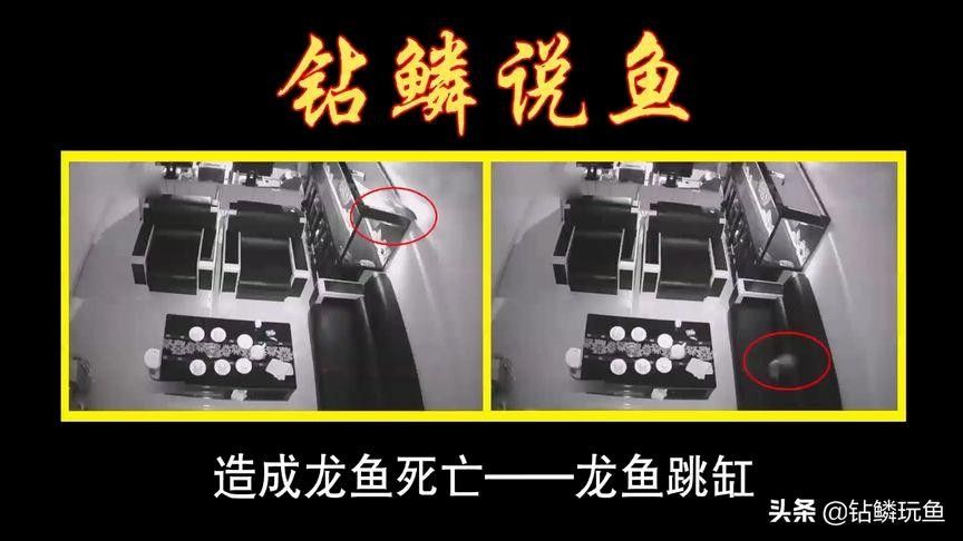 龍魚跳出魚缸會摔死嗎圖片