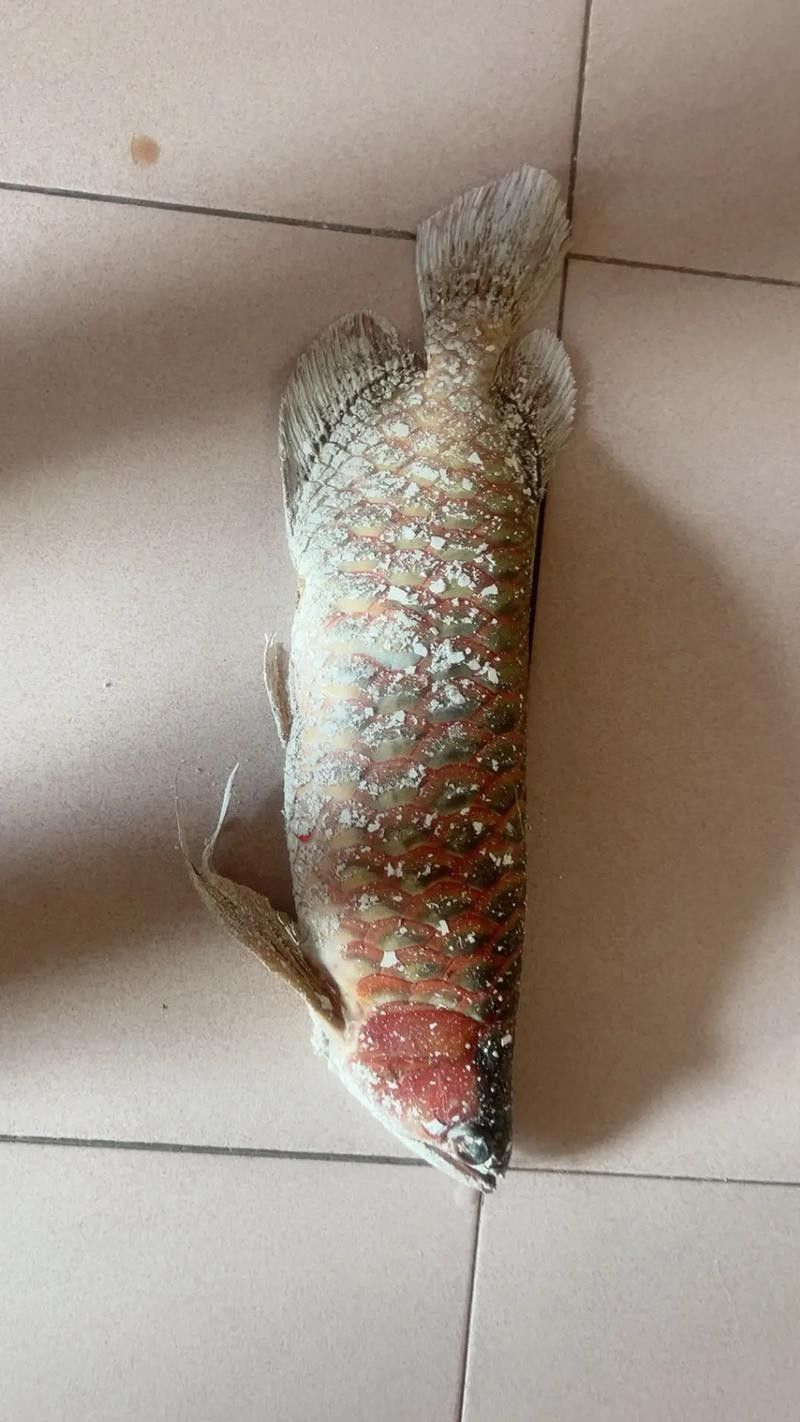 龍魚跳出魚缸會摔死嗎圖片