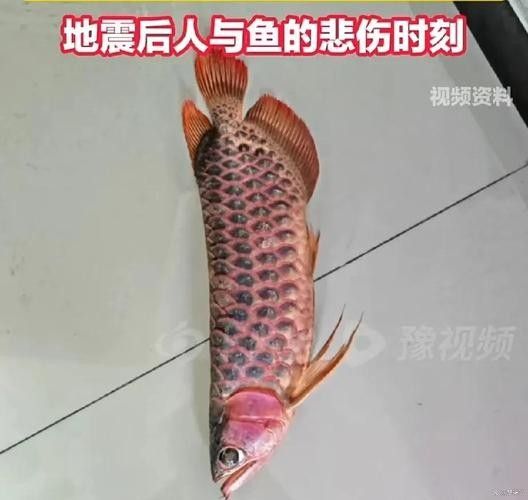 龍魚跳出魚缸會摔死嗎圖片