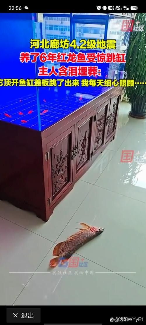 龍魚跳出魚缸會摔死嗎圖片