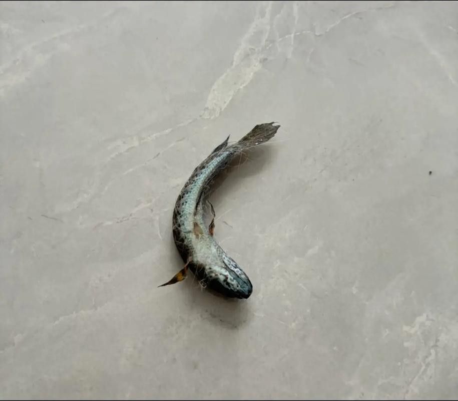 龍魚跳出魚缸會摔死嗎圖片