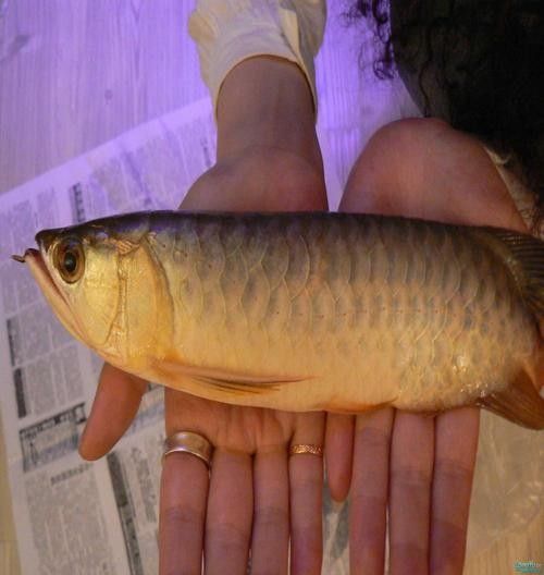 龍魚跳出魚缸會摔死嗎圖片