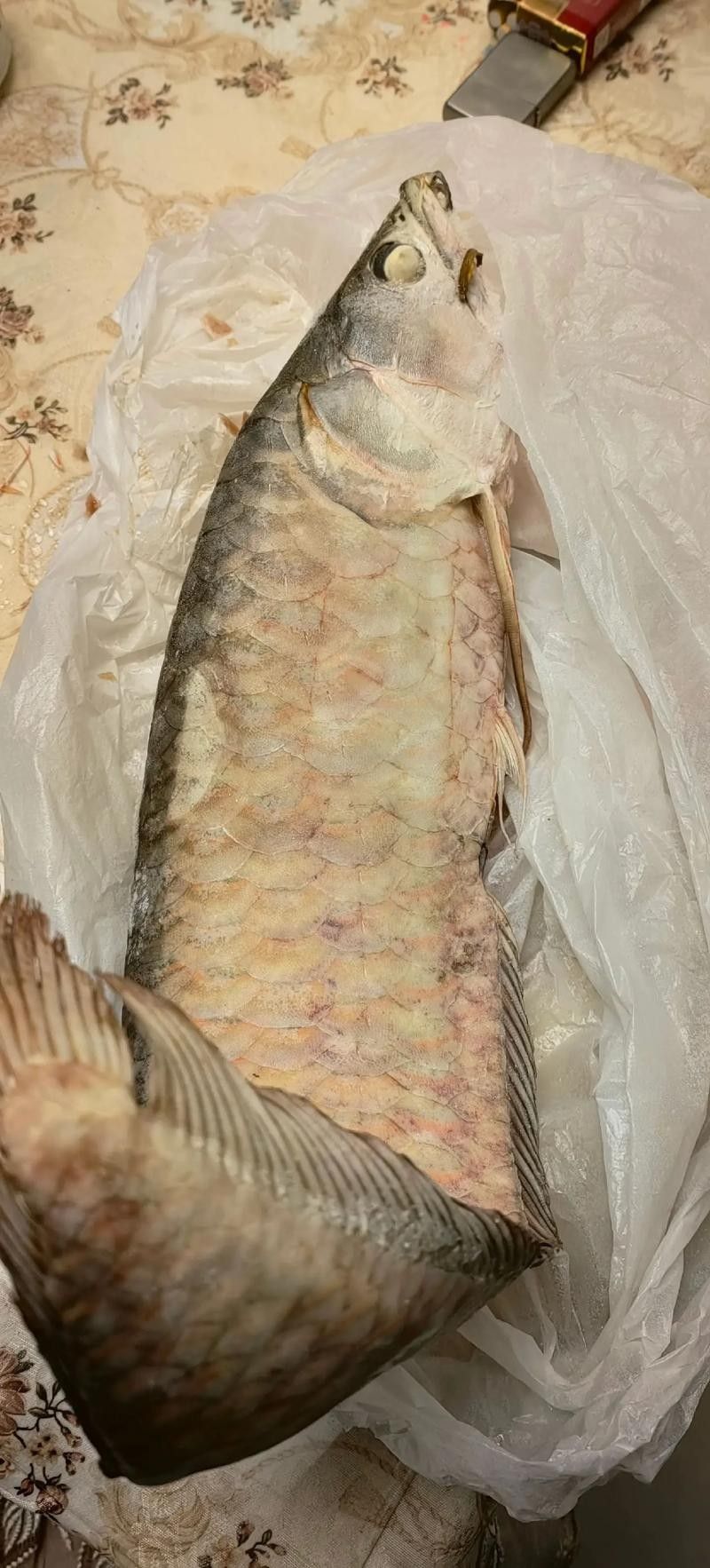 龍魚跳出魚缸會摔死嗎圖片