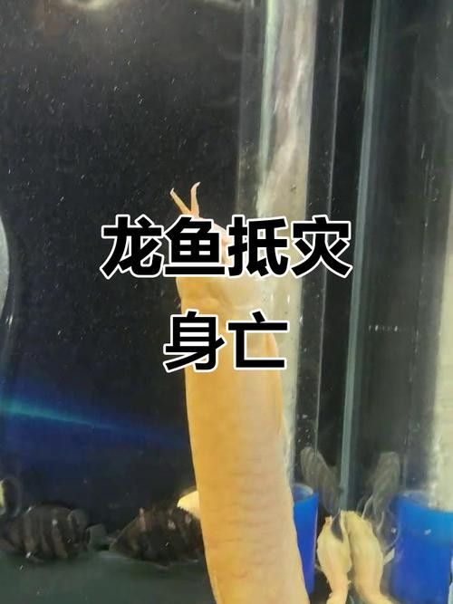 龍魚跳出魚缸會摔死嗎圖片