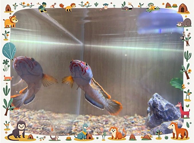 龍魚跳出魚缸會摔死嗎圖片