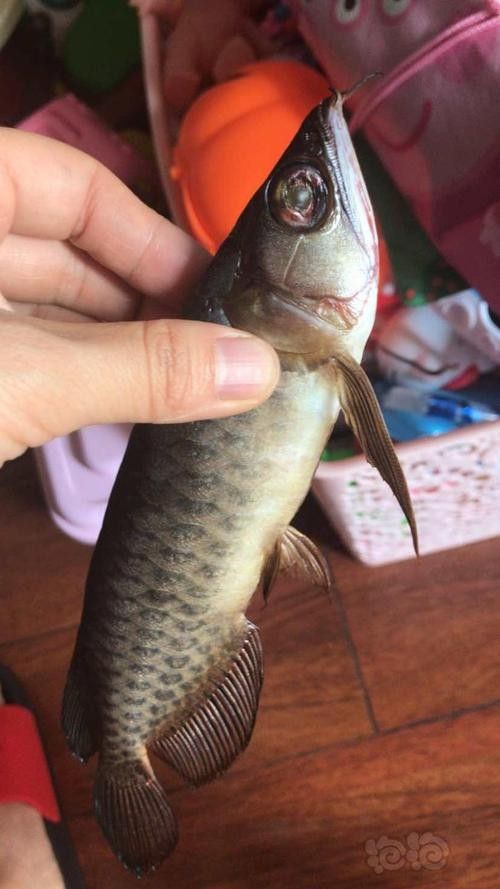 龍魚跳出魚缸會摔死嗎圖片