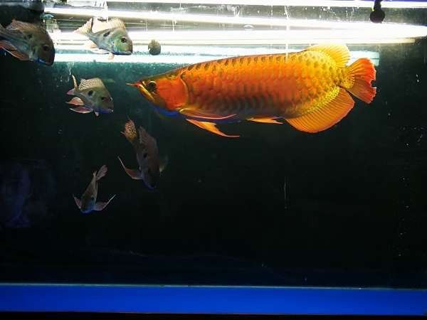 龍魚跳出魚缸會摔死嗎圖片