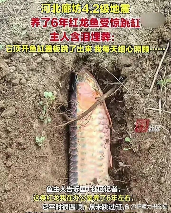 龍魚跳出魚缸會摔死嗎圖片