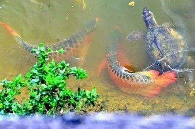 野生龍魚吃什么（野生龍魚的食譜）