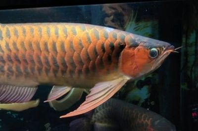 龍魚價格最貴的品種是什么：揭秘最貴的龍魚品種與鑒賞價值
