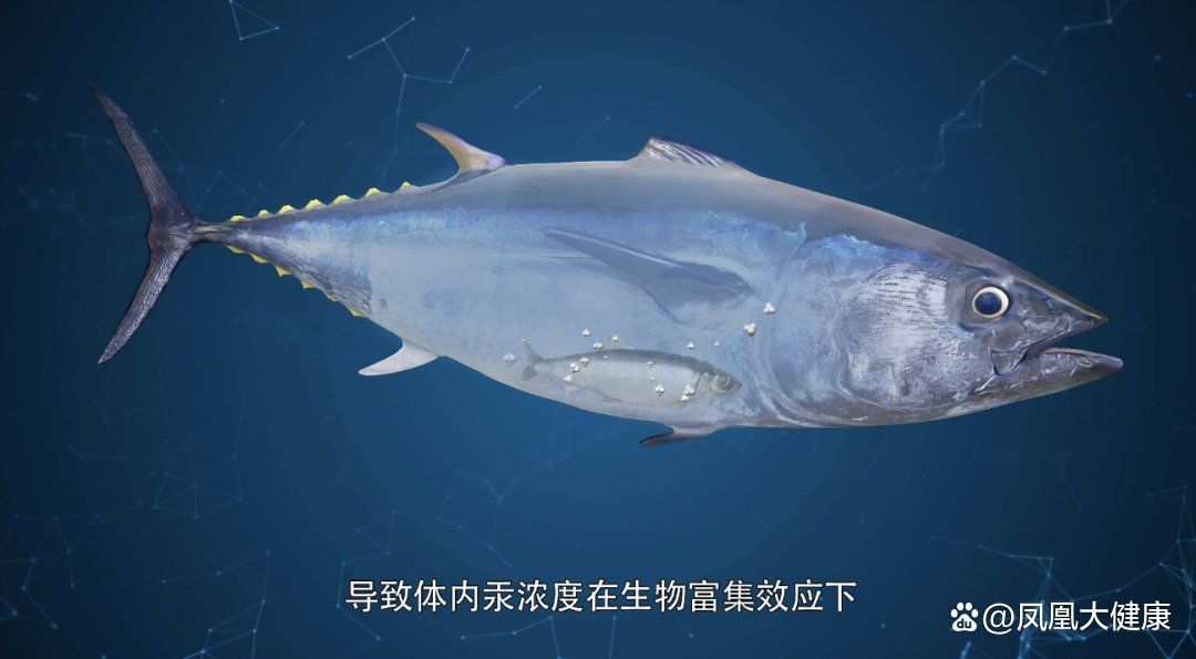 龍躉魚毒性有多強