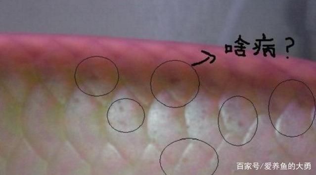 龍魚(yú)疾病圖解圖片欣賞：關(guān)于龍魚(yú)疾病的圖解圖片欣賞