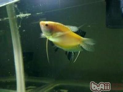 龍魚飼養技巧與方法：根據搜索結果整理的龍魚飼養技巧與方法