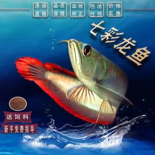 赤瞳黃龍魚圖片大全