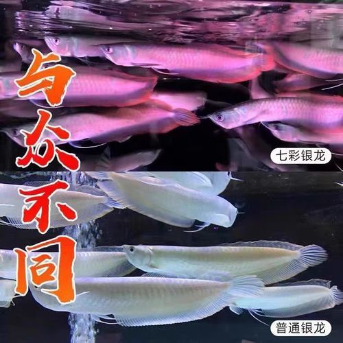 赤瞳黃龍魚圖片大全