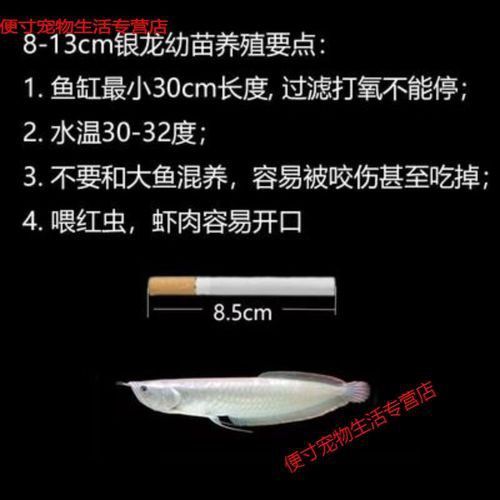 赤瞳黃龍魚圖片大全