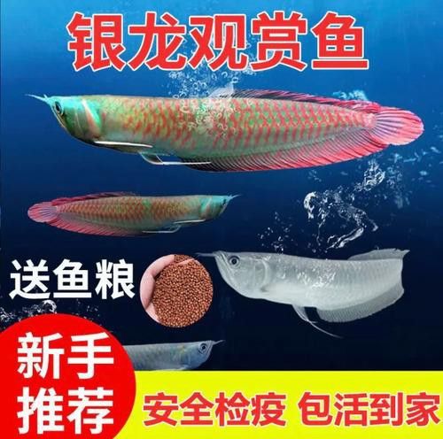 赤瞳黃龍魚圖片大全