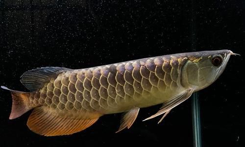 赤瞳黃龍魚圖片大全