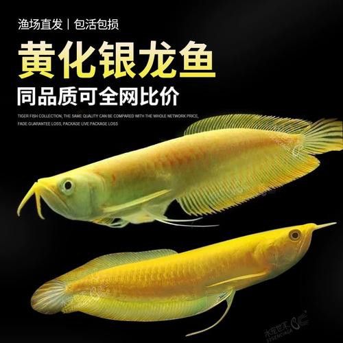 赤瞳黃龍魚圖片大全