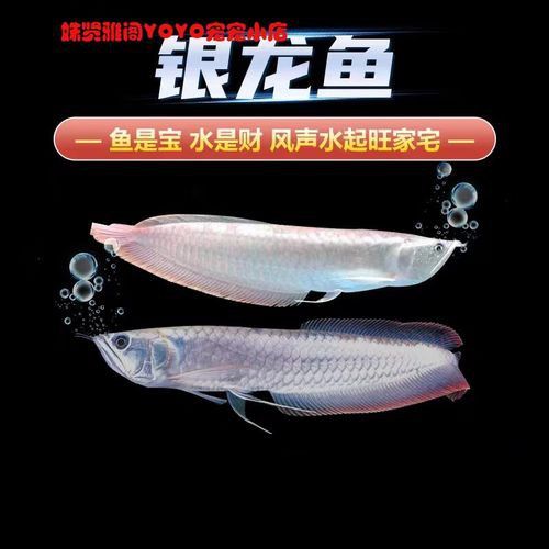 赤瞳黃龍魚圖片大全