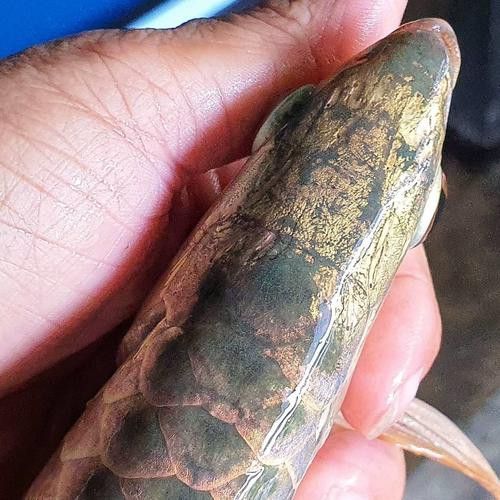 赤瞳黃龍魚圖片大全