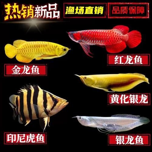 赤瞳黃龍魚圖片大全