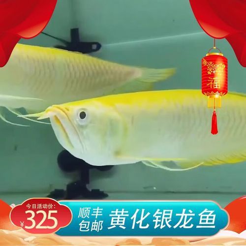 赤瞳黃龍魚圖片大全