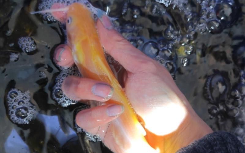 赤瞳黃龍魚圖片大全