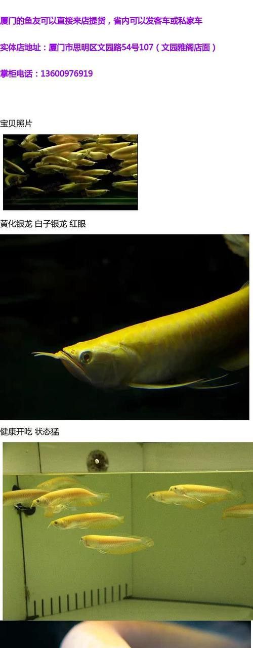 赤瞳黃龍魚圖片大全