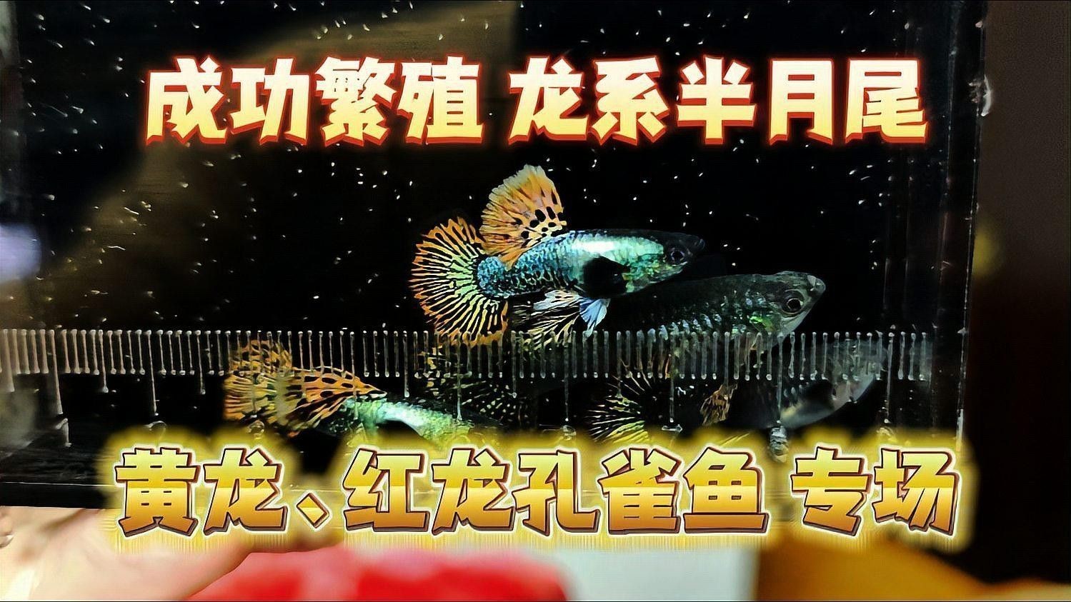 赤瞳黃龍魚圖片大全
