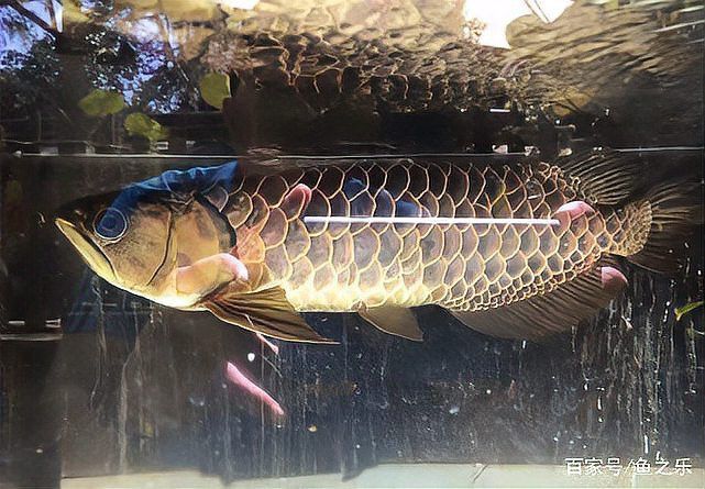赤瞳黃龍魚圖片大全