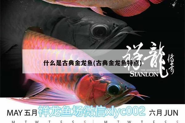 古典龍魚是什么品種的魚啊，古典龍魚與現(xiàn)代金龍魚的區(qū)別,古典龍魚的飼養(yǎng)技巧