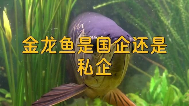 金龍魚日本人占多少股份