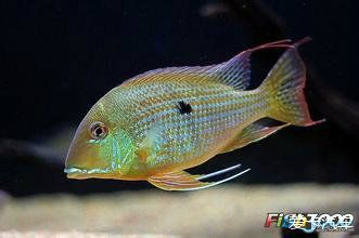 紅龍魚燈光的擺放問題