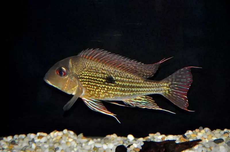 紅龍魚(yú)燈光的擺放問(wèn)題