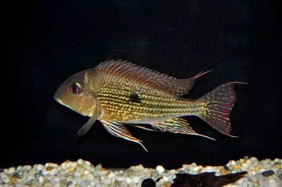 紅龍魚(yú)燈光的擺放問(wèn)題