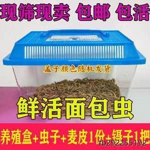 過背金龍魚怎么養殖方法圖解（養殖過背金龍魚的第一步是選擇合適的魚缸,魚缸尺寸和形狀對于龍魚的成長至關重要）