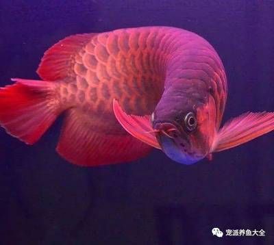 龍魚撞魚缸的原因：探討龍魚撞魚缸的寓意之前，我們需要了解龍魚撞魚缸背后的原因