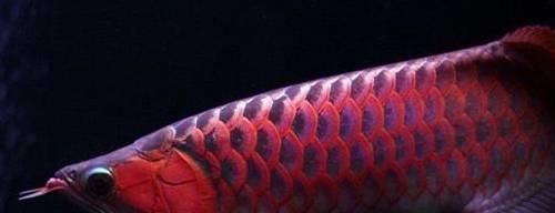 最值錢的龍魚排名前十名：市場上最值錢的龍魚排名前十名 最值錢的龍魚排名前十名：市場上最值錢的龍魚排名前十名 龍魚百科 第3張