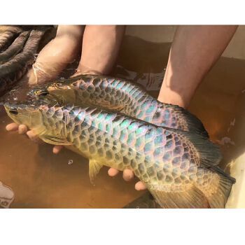 高背金龍魚(yú)能長(zhǎng)多大（成年高背金龍魚(yú)的大小范圍可以長(zhǎng)到40-50厘米左右）