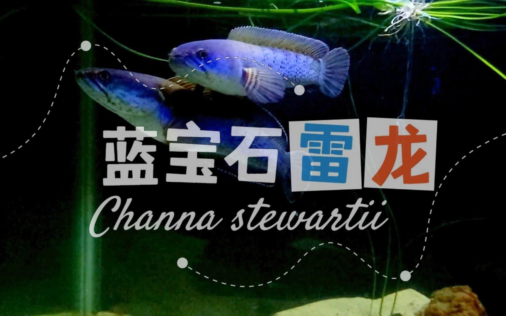 鬼王雷龍魚有哪些品種？