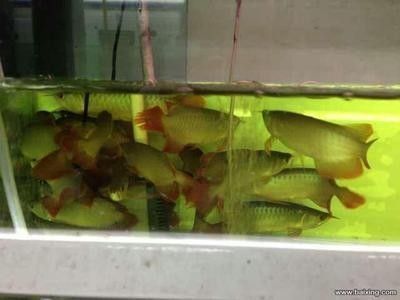 哪里的龍魚最便宜又好養（廣州花地灣龍魚市場龍魚市場購物流程介紹）