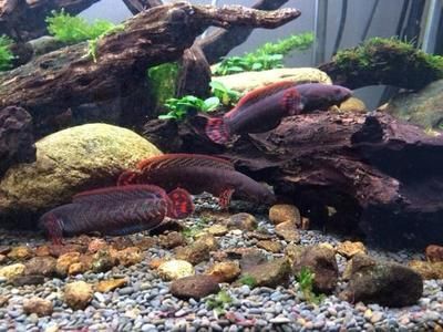 哪里的龍魚最便宜又好養（廣州花地灣龍魚市場龍魚市場購物流程介紹）